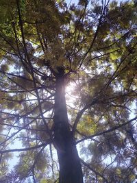 Low angle view of sunlight streaming through trees in forest