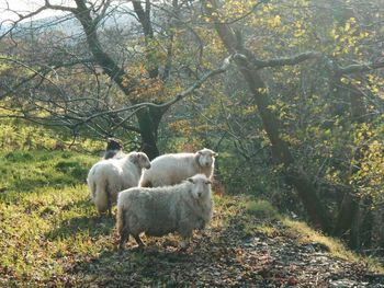 Sheep grazing on field