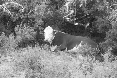 Sheep on grass