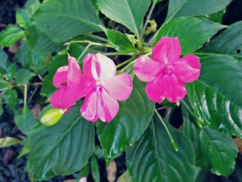 Close-up of wet pink flowers blooming outdoors