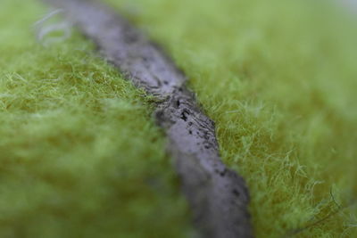 Close-up of grass growing on field