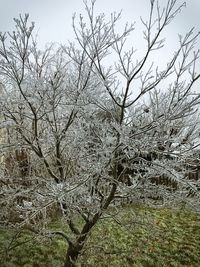 Close-up of tree against sky