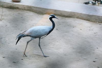 High angle view of heron in water