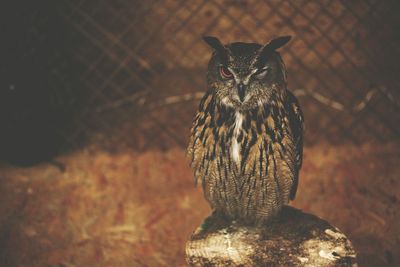 Close-up of owl