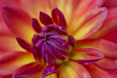 Beautiful closeup of a flower 