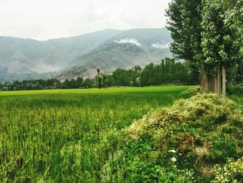 Scenic view of agricultural field against sky