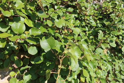 Full frame shot of plants