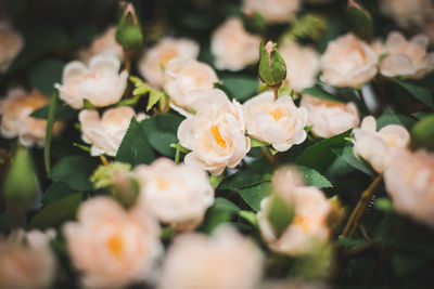 Close-up of white roses