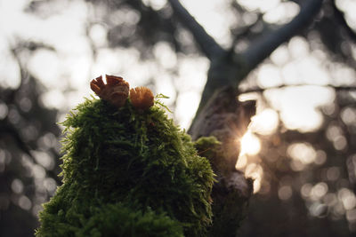 Close-up of plant on tree