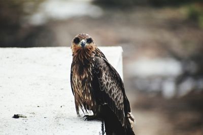 Close-up portrait of a bird