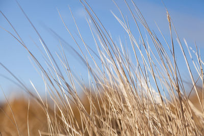 Close-up of grass on field against sky