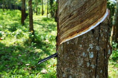 Close-up of tree trunk