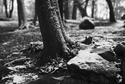 Close-up of tree trunk