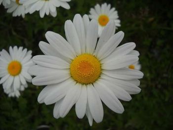 Close-up of daisy flower