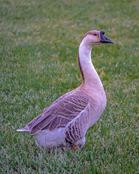 Close-up of bird on grass