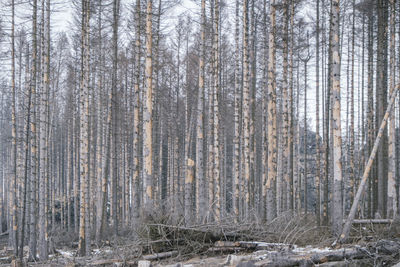 Trees in forest