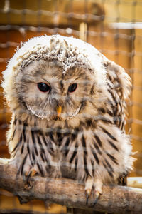 Close-up portrait of owl outdoors