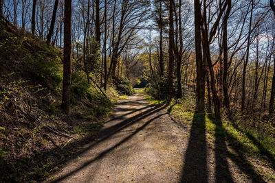 Road amidst trees in forest