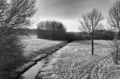 Bare trees on landscape