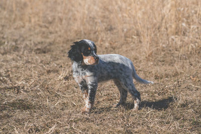 Dog standing on field