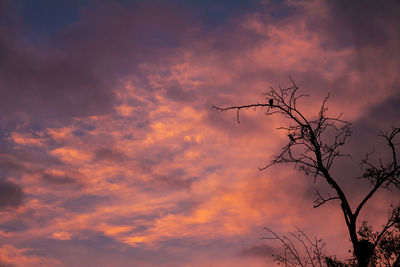 Low angle view of silhouette bare tree against dramatic sky