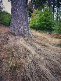 Trees on field in forest