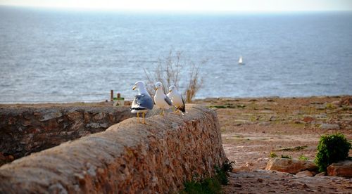 View of seagull on rock by sea against sky