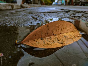 High angle view of leaf on wet land