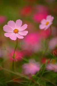 Close-up of pink cosmos flower on field