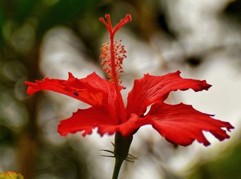 Close-up of red hibiscus blooming outdoors