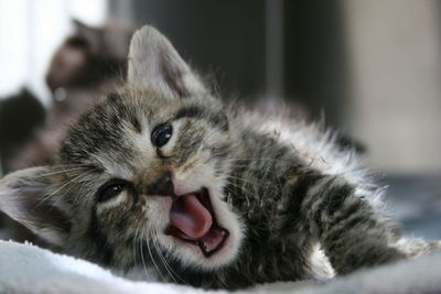 Close-up portrait of cat yawning