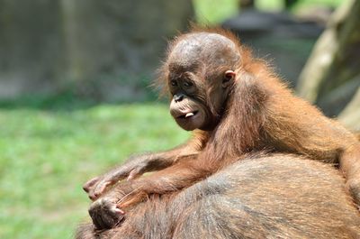 Baby orang utan