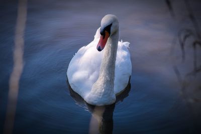 Close-up of swan swimming in lake