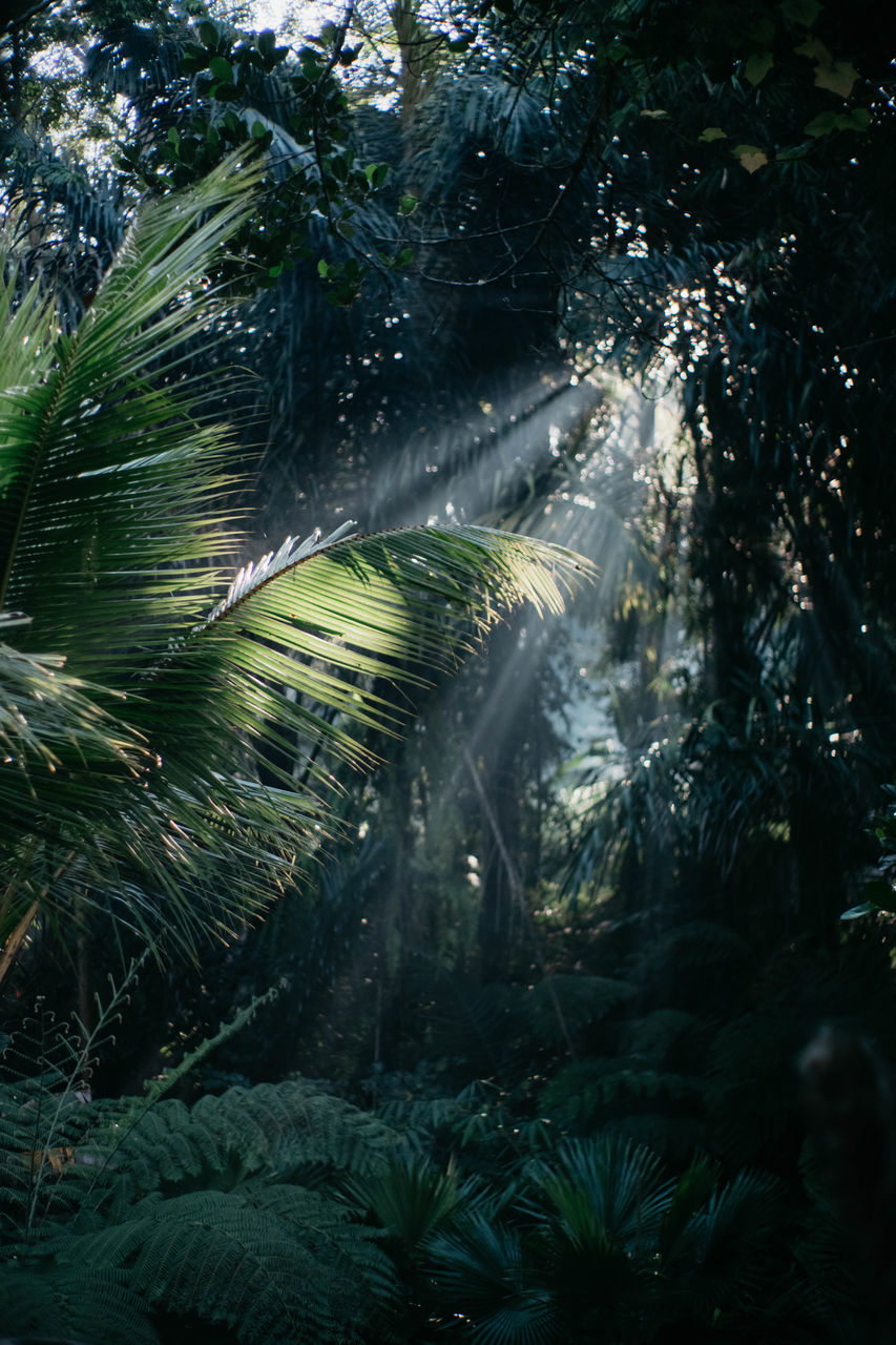 PLANTS GROWING IN FOREST