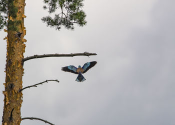 Tree against roller flying in mid-air