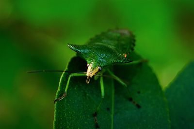 Close-up of green sting bug on leaf