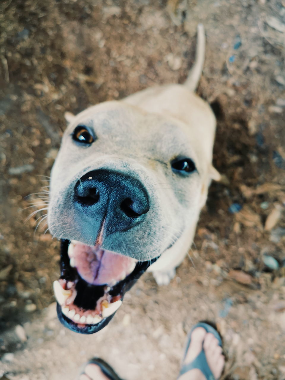 PORTRAIT OF DOG ON FIELD