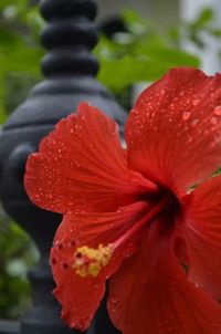Close-up of red flower