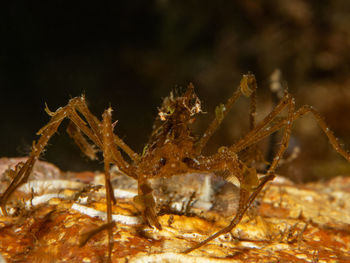 Close-up of spider