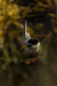 Close-up of bird perching on a tree