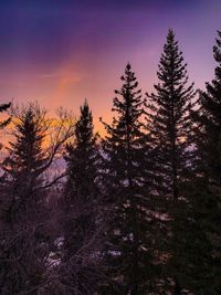 Silhouette pine trees against sky during sunset