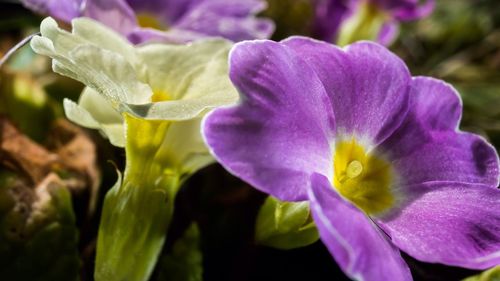 Close-up of purple flowers