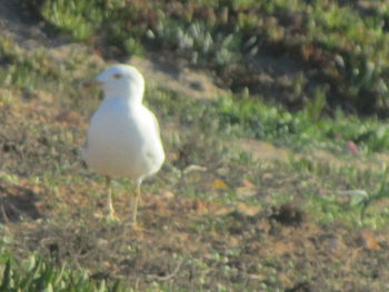 Close-up of bird perching on a field