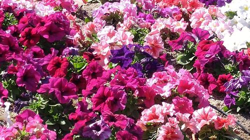 Close-up of pink flowers
