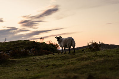 View of a sheep inside the fairy glen during sunset, september 2019