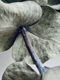 High angle view of white flowering plant