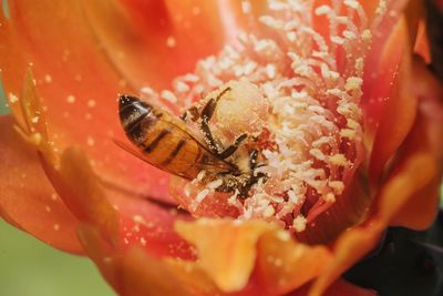 Close-up of bee pollinating flower