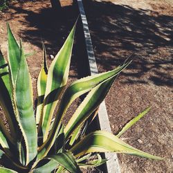 Plants growing in sunlight