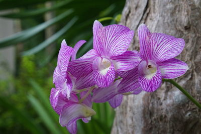 Close-up of pink flowering plant