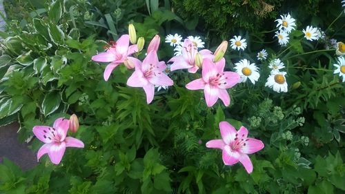 Close-up of pink flowers